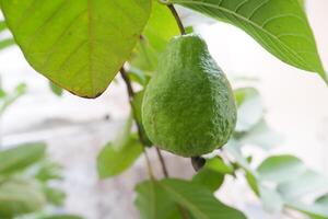 Guava fruit on the tree in the garden with green leaves background photo