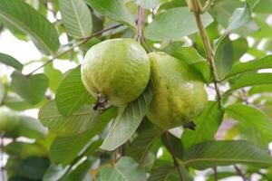 Guava fruit on the tree in the garden with green leaves background photo