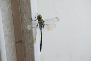 dragonfly on the wall, close up of a green dragonfly photo