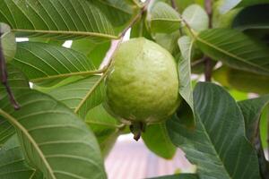 Guava fruit on the tree in the garden with green leaves background photo