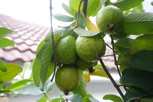 Guava fruit on the tree in the garden with green leaves background photo