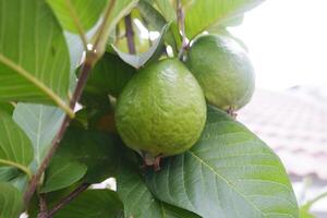 Guava fruit on the tree in the garden with green leaves background photo