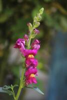 Antirrhinum is a genus of plants commonly known as dragon flowers photo