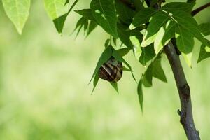 Snail on green leaf. spring time and green color background. photo