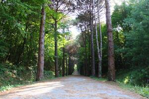 Estanbul Belgrado bosque. suciedad la carretera Entre pino arboles endémico pino arboles foto