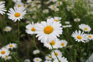 margarita flores en naturaleza. blanco y amarillo margaritas son el símbolo de primavera. foto