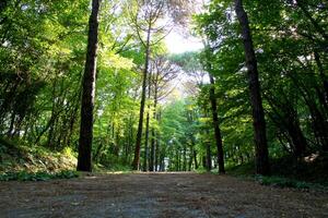 Istanbul Belgrade Forest. Dirt road between pine trees. endemic pine trees photo