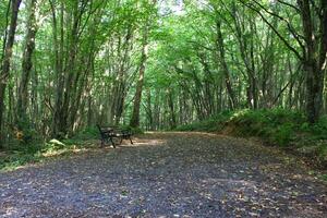 Istanbul Belgrade Forest. Dirt road between pine trees. endemic pine trees photo