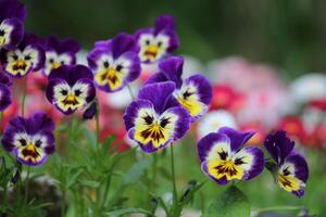 viola tricolor es un común europeo salvaje flor, creciente como un anual o corto vivido perenne. foto