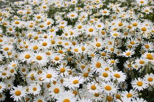 margarita flores en naturaleza. blanco y amarillo margaritas son el símbolo de primavera. foto