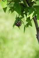 Snail on green leaf. spring time and green color background. photo