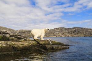 Polar Bear, Ursus maritimus, feeding on a seal carcass, Button Islands, Labrador, Canada photo