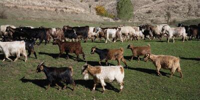 Herd of sheep and goats, Anatolia, Turkey photo