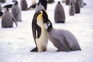 Juvenile Emperor penguin, Aptenodytes forsteri, being fed in the colony near the British Haley Antarctic station, Atka Bay, Weddell Sea, Antarctica photo