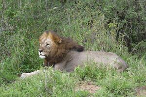 Male lion, Panthera leo, lying on grass, Kwazulu Natal Province, South Africa photo