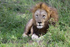 Portrait of a male lion, Panthera leo, Kwazulu Natal Province, South Africa photo