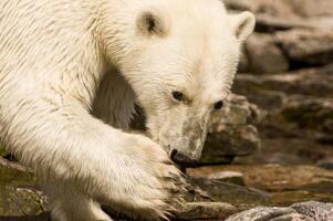 polar oso, ursus marítimo, botón islas, Labrador, Canadá foto