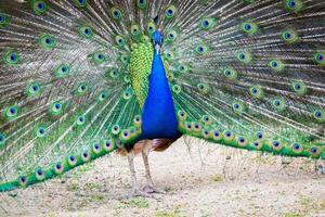 Peacock portrait. Beautiful colourful peackock feather photo