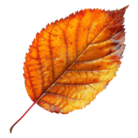 AI generated Autumn leave isolated on transparent background png