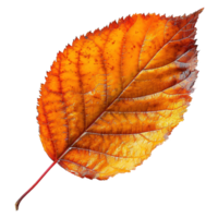 ai gegenereerd herfst vertrekken geïsoleerd Aan transparant achtergrond png