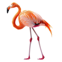 ai genererad flamingo isolerat på transparent bakgrund png