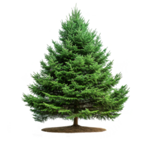 AI generated Evergreen tree isolated on transparent background png