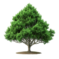 AI generated Evergreen tree isolated on transparent background png