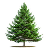 AI generated Evergreen tree isolated on transparent background png