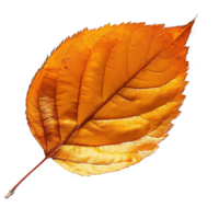 AI generated Autumn leave isolated on transparent background png