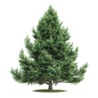 AI generated Evergreen tree isolated on transparent background png