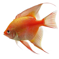 ai generiert Gourami Fisch isoliert auf transparent Hintergrund png