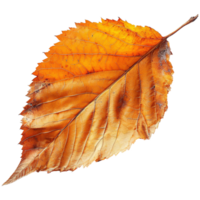 AI generated Autumn leave isolated on transparent background png