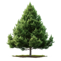 AI generated Evergreen tree isolated on transparent background png