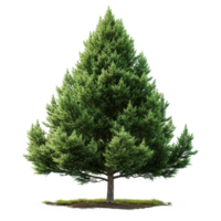 AI generated Evergreen tree isolated on transparent background png