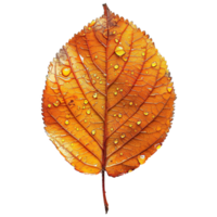 AI generated Autumn leave isolated on transparent background png