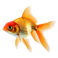 AI generated Goldfish isolated on transparent background png