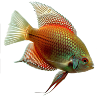 ai gerado gourami peixe isolado em transparente fundo png