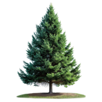 AI generated Evergreen tree isolated on transparent background png