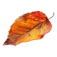 AI generated Autumn leave isolated on transparent background png