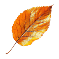 AI generated Autumn leave isolated on transparent background png