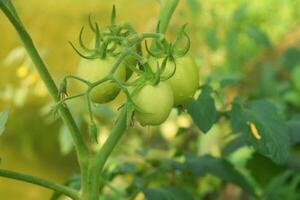 Young tomatoes growing in a beautiful garden photo