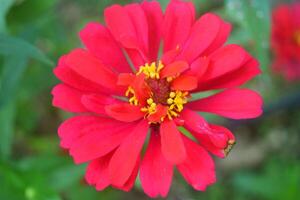 Zinnia flowers look very beautiful photo