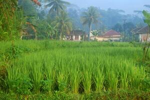 The atmosphere of housing and rice fields photo