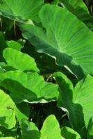 Taro leaves thrive in rice fields photo