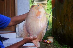 A villager shows a red tilapia fish caught from a pond photo