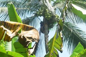 Green coconut trees grow lots of very fresh photo