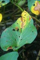 A cute little insect standing on a unique leaf photo