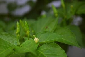 Green cayenne pepper grows in the gardens photo