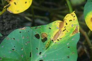 A cute little insect standing on a unique leaf photo