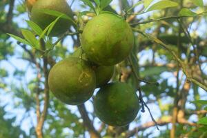 Some fresh green oranges grow on a tree photo